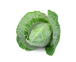 fresh green pointed cabbage isolated on white