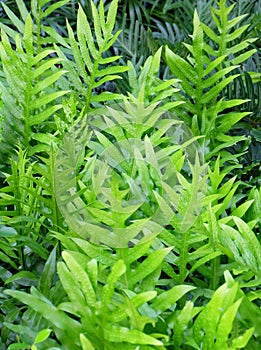 Fresh Green Polypodium Diversifolium Plants Textured Background