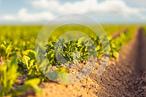 Fresh green potato field during sunset