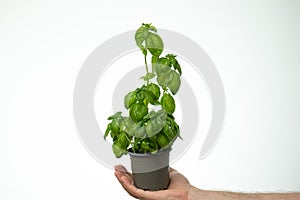 Fresh green potted basil bush held by Caucasin male hand. Close up studio shot, isolated on white background