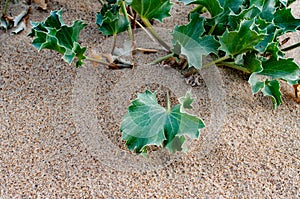 Fresh green prickle leaves of marine Eryngium plant