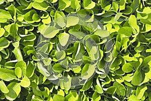 Fresh green privet hedge background with detail of the leaves
