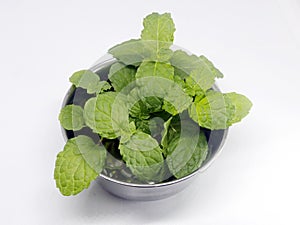 Fresh green pudina or mint herbal plant leaves has aromatic incense.