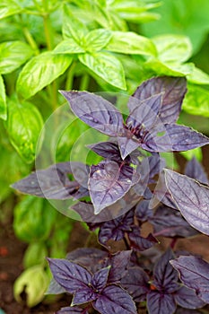 Fresh green and purple basil growing in garden. Selective focus