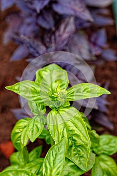 Fresh green and purple basil growing in garden. Selective focus