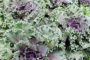 Fresh Green and Purple Colors of Vegetable in Garden