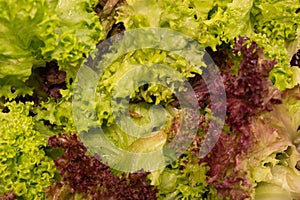 Fresh green and purple lettuce leaves