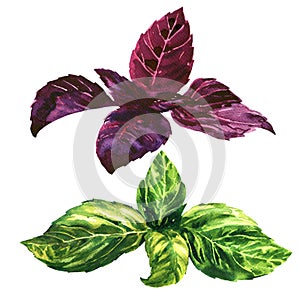 Fresh green and purple, red, basil leaves, isolated, watercolor illustration