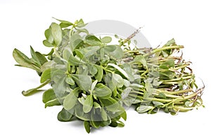 Fresh green purslane vegetable on the white background