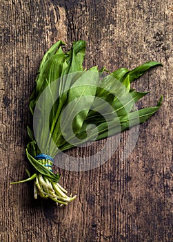 Fresh green ramson leaves