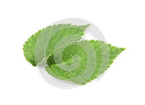 Fresh green raspberry leaves isolated on white