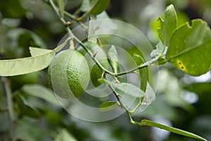 Fresh green raw lemon in the Garden tree. Testy lemon fruits