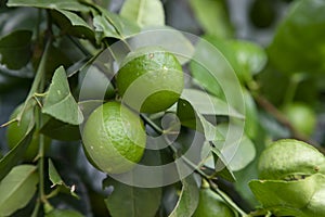 Fresh green raw lemon in the Garden tree. Testy lemon fruits