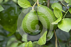 Fresh green raw lemon hinging in the Garden tree