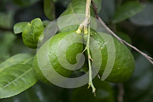 Fresh green raw lemon hinging in the Garden tree