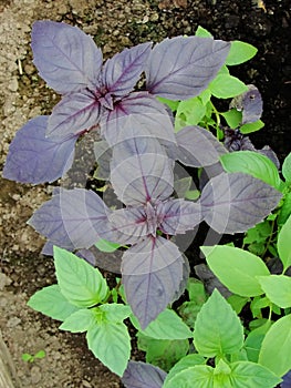 Fresh green and red basil herb background, top view. Basil plant growing in a garden. Basil plant - texture of leaves.