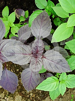 Fresh green and red basil herb background, top view. Basil plant growing in a garden. Basil plant - texture of leaves.