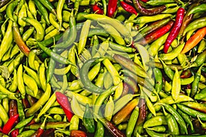 Fresh green and red chilli peppers from the Valencian orchard