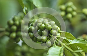 Fresh green and red coffee beans on the branches of the coffee tree in farm and plantation