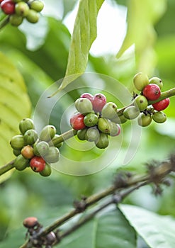 Fresh green and red coffee beans on the branches of the coffee tree in farm and plantation