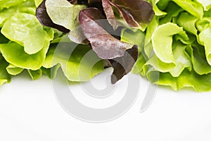 Fresh green and red leaf salad