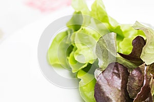 Fresh green and red leaf salad