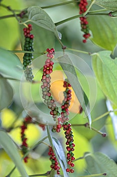 Fresh green and red peppercorns with leaf photo