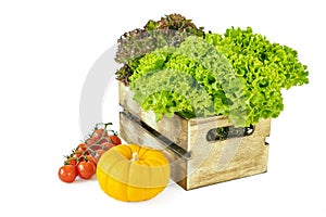 Fresh green and red salad leaves in a wooden box and small pumpkin and branch of cherry tomatoes isolated on white