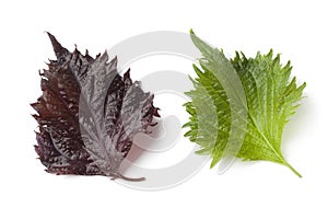 Fresh green and red shiso leaf