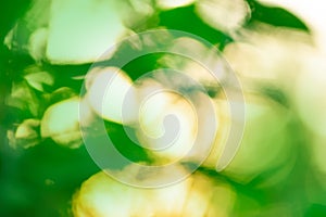 Fresh green relaxation background with abstract blurred foliage