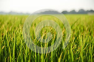 Fresh green rice field background