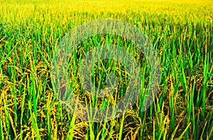 Fresh green rice field background. Lush green paddy in rice field. Spring and Summer Background