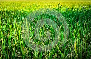 Fresh green rice field background. Lush green paddy in rice field. Spring and Summer Background