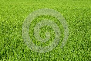 Fresh green rice field background