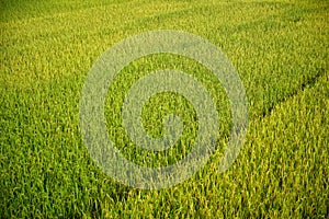 Fresh green rice field