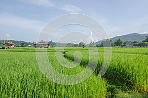 Fresh green rice field with houses in Thailand