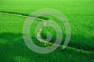 Fresh green rice field terrace in india