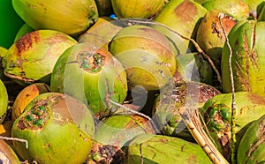 Fresh green ripe coconuts ready to be cracked open for coconut w