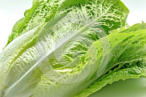 Fresh green Romain Lettuce on a white background. Close up photo