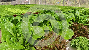 Fresh green romaine or cos lettuce growing in hydroponic vegetables salad farm