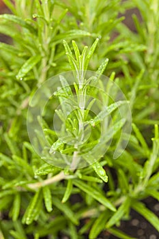 Fresh Green Rosemary Herbs