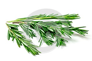 Fresh green rosemary leaves, twigs and branches on white background.