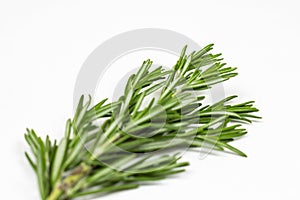 Fresh green rosemary leaves, twigs and branches on white background.