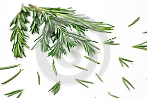 Fresh green rosemary leaves, twigs and branches on white background.