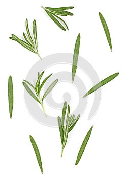 Fresh green rosemary twigs isolated on white background. Top view