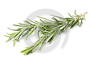 Fresh green rosemary twigs on white