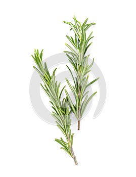 Fresh green rosemary twigs on white background