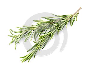 Fresh green rosemary twigs on white background