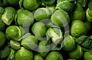 Fresh green russels sprouts background