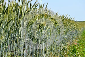 fresh green rye field closeup perspective view.